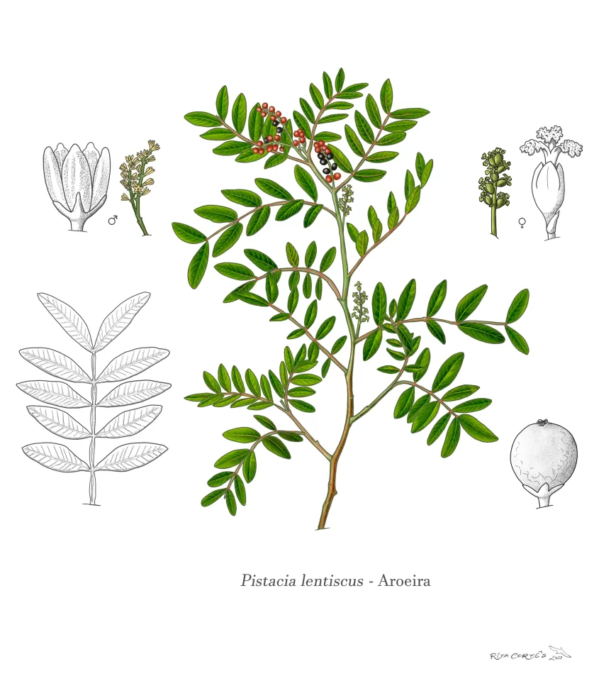 AROEIRA Pistacia lentiscus