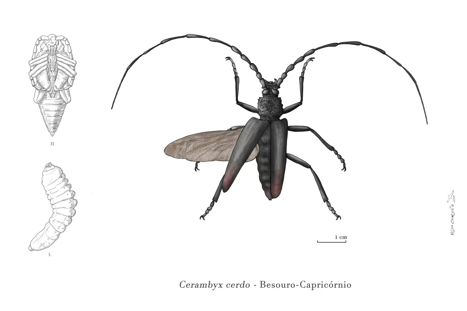 BESOURO CAPRICÓRNIO_ Cerambyx cerdo