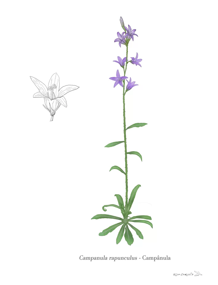 CAMPÂNULA Campanula rapunculus