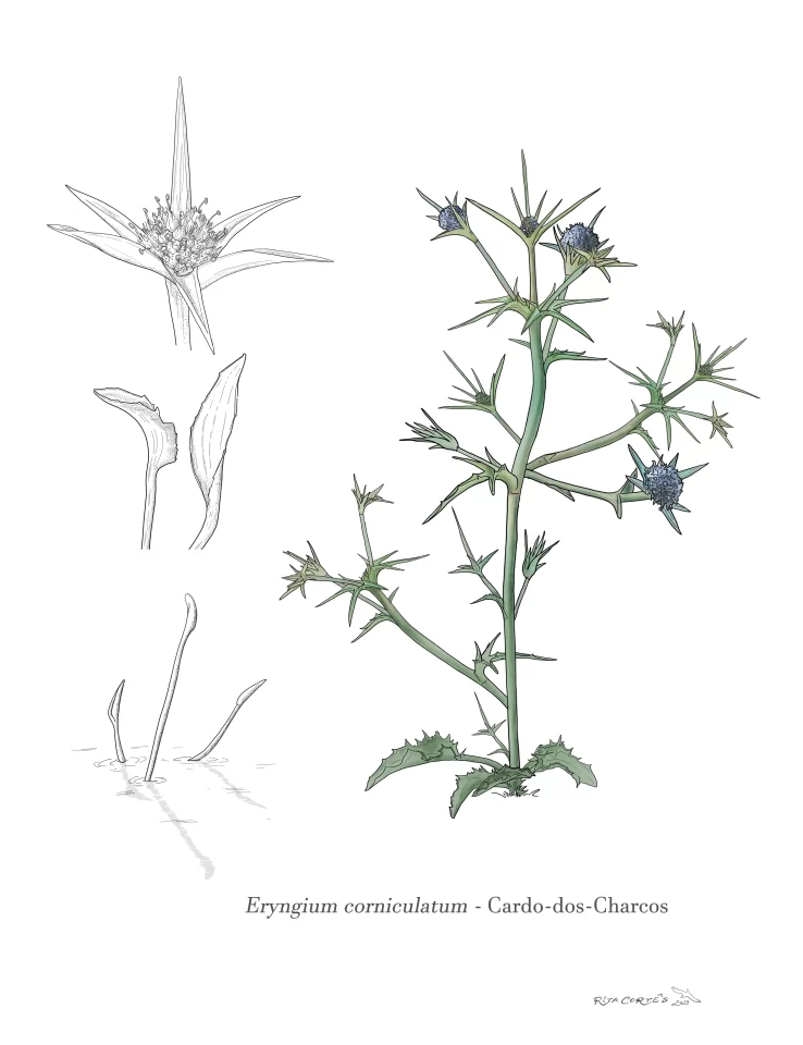 CARDO-DOS- CHARCOS Eryngium corniculatum