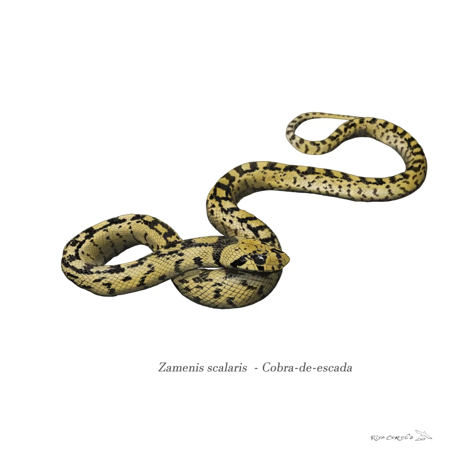 COBRA-DE-ESCADA Zamenis scalaris