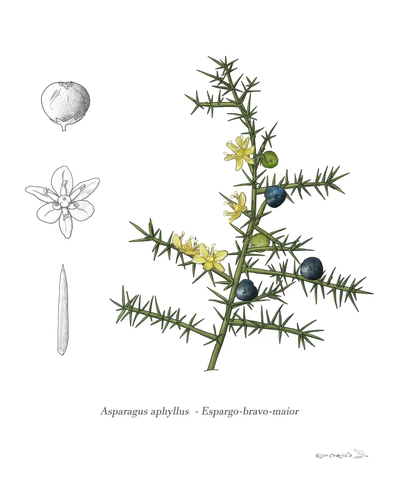 ESPARGO BRAVO Asparagus aphyllus