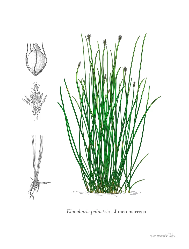 Eleocharis palustris