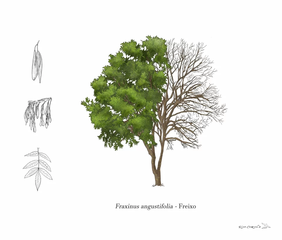 FREIXO Fraxinus angustifolia