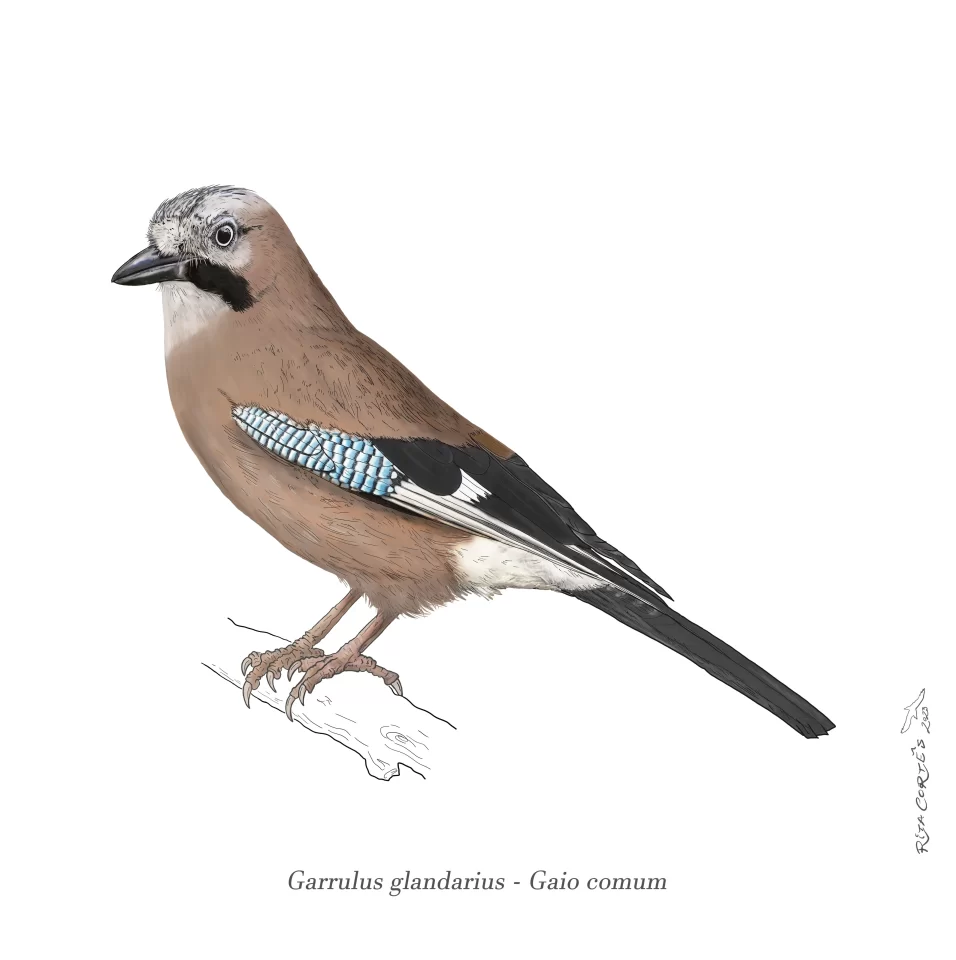 GAIO Garrulus glandarius