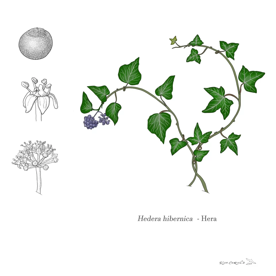 HERA Hedera hibernica