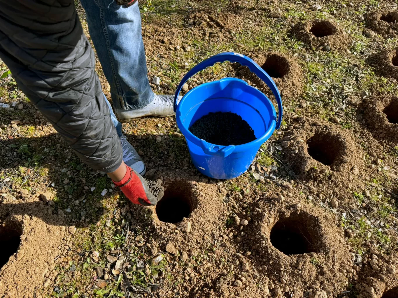 Plantação de espécies nativas para criação de pequena mancha de matos, para melhoria das condições de refúgio