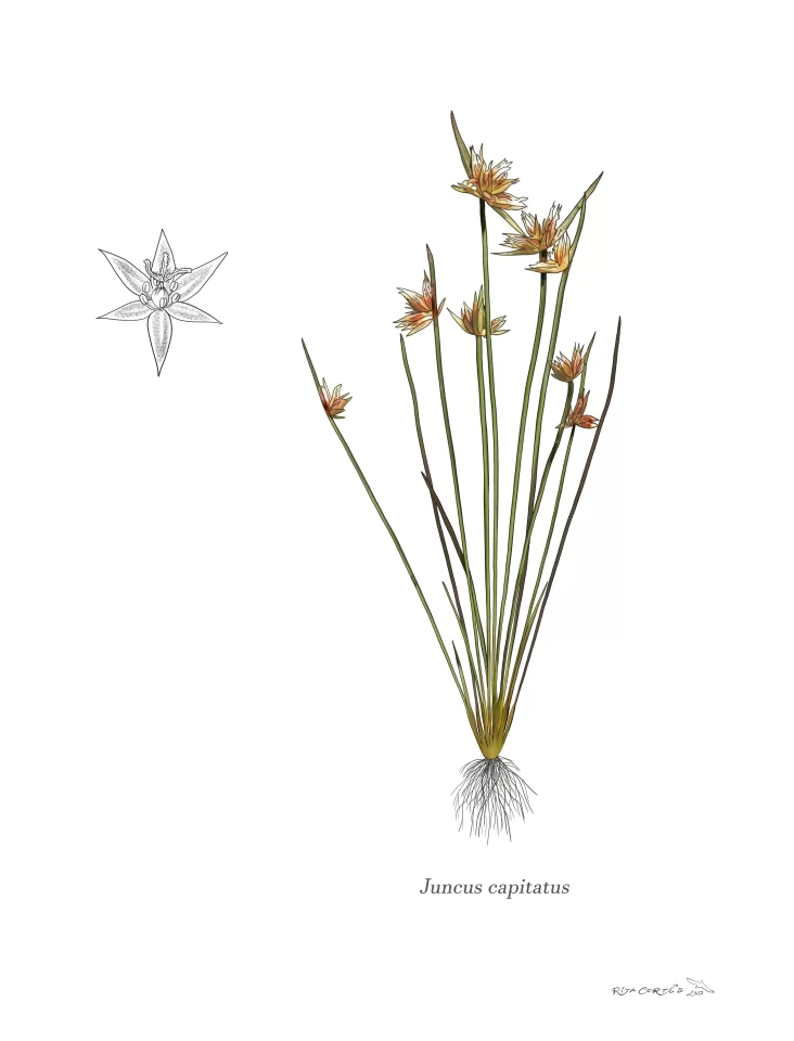 Juncus capitatus