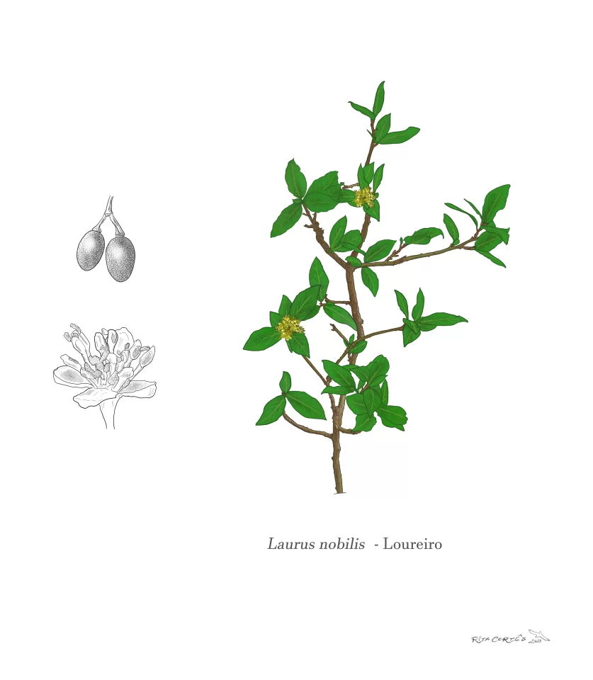 LOUREIRO Laurus nobilis