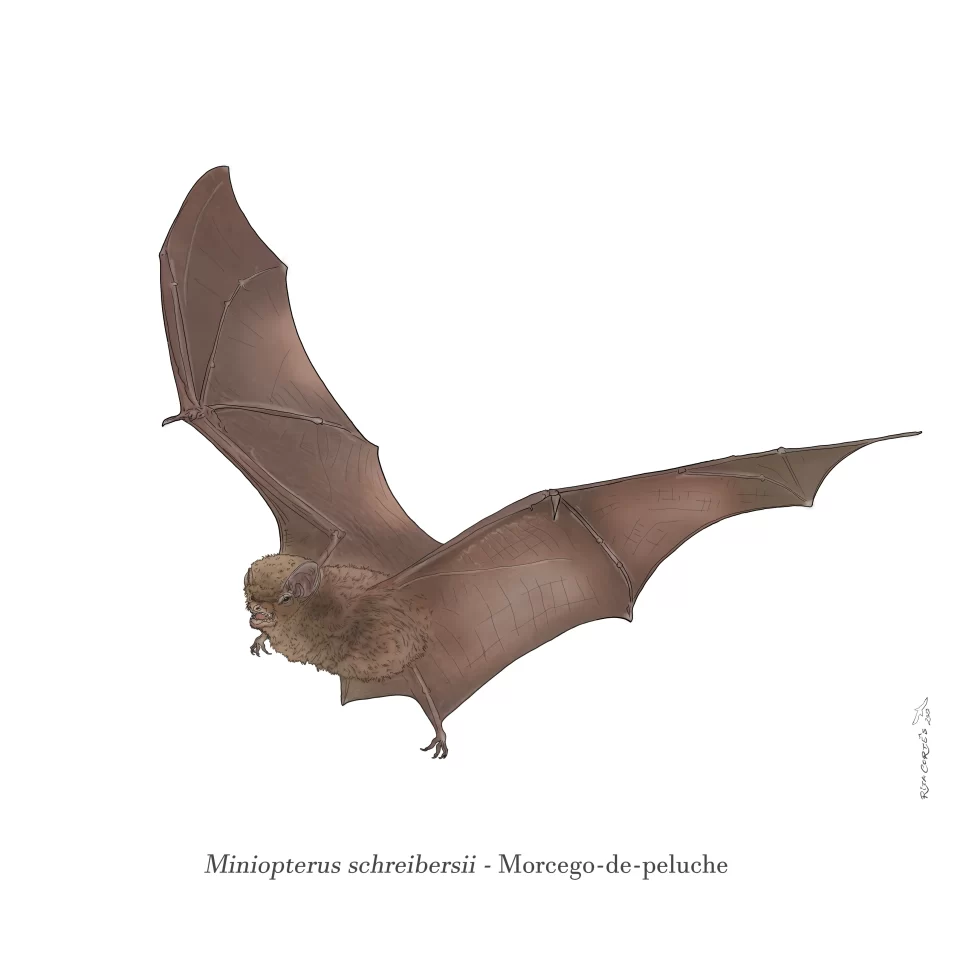 MORCEGO DE PELUCHE Miniopterus schreibersii