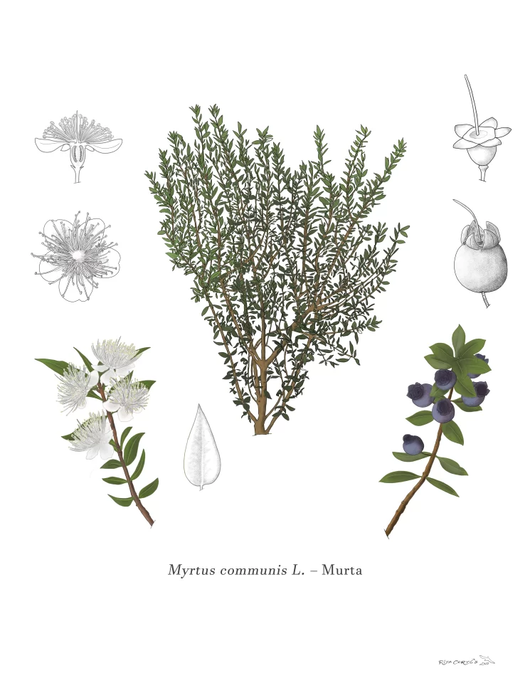 MURTA_ Myrtus communis