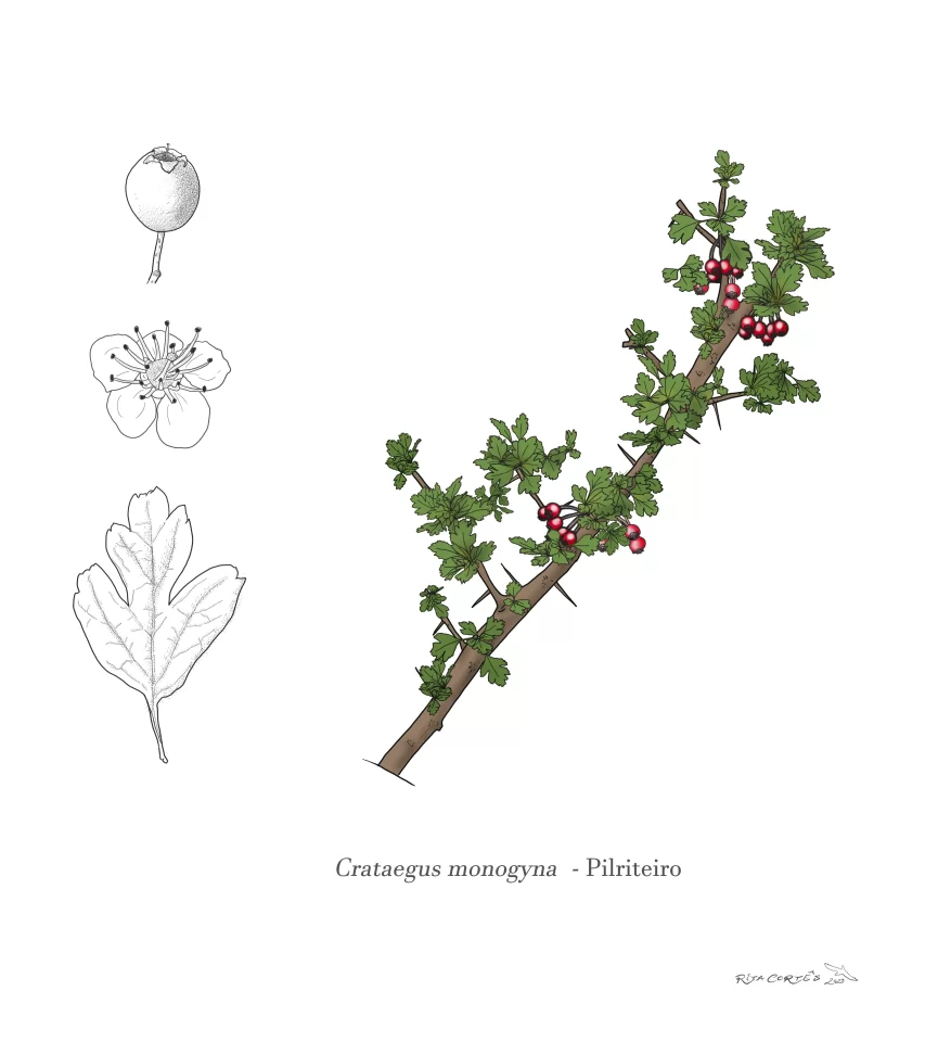 PILRITEIRO Crataegus monogyna