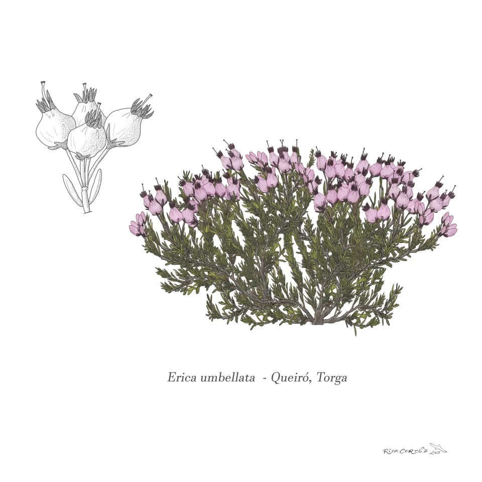 QUEIRÓ TORGA Erica umbellata