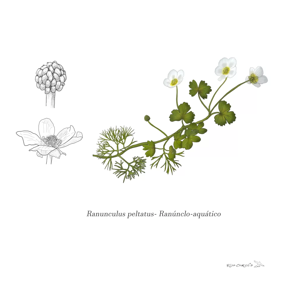 RANÚNCULO AQUÁTICO Ranunculus peltatus