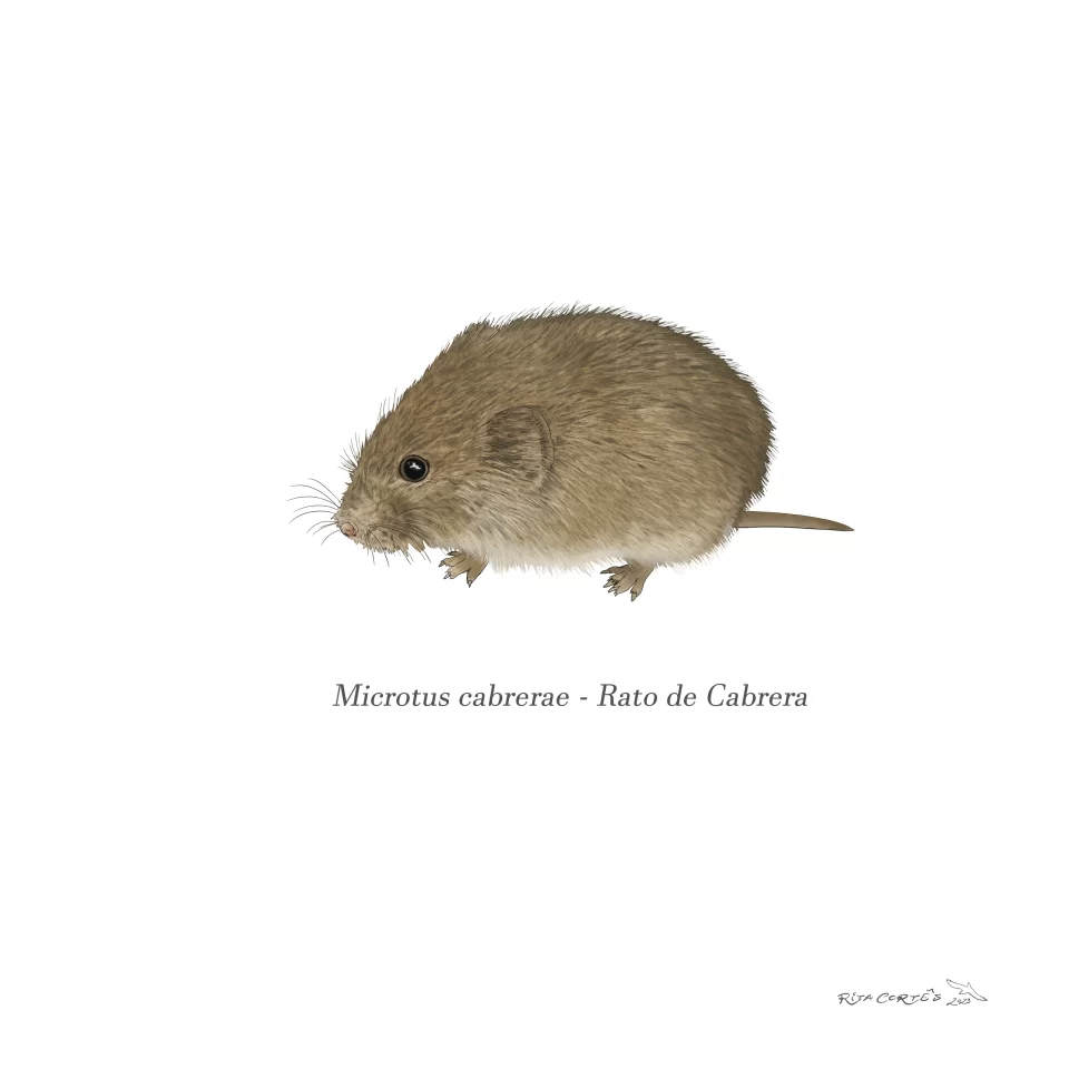 RATO DE CABRERA Microtus cabrerae