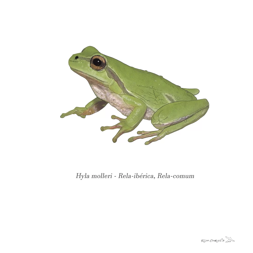 RELA-IBÉRICA Hyla molleri