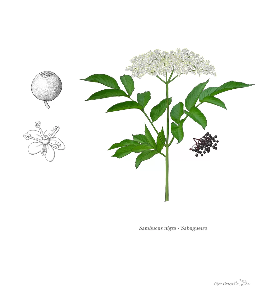 SABUGUEIRO Sambucus nigra