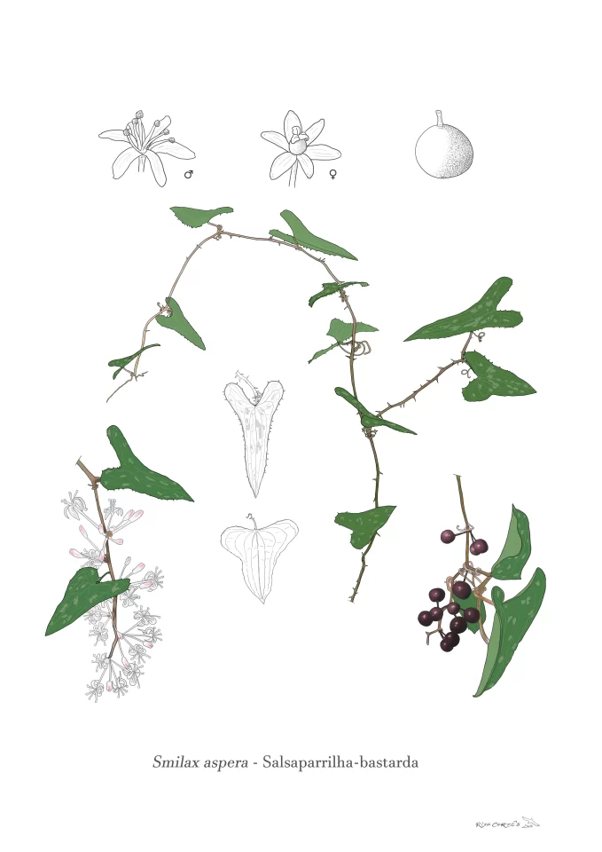 Smilax aspera - Salsaparilha