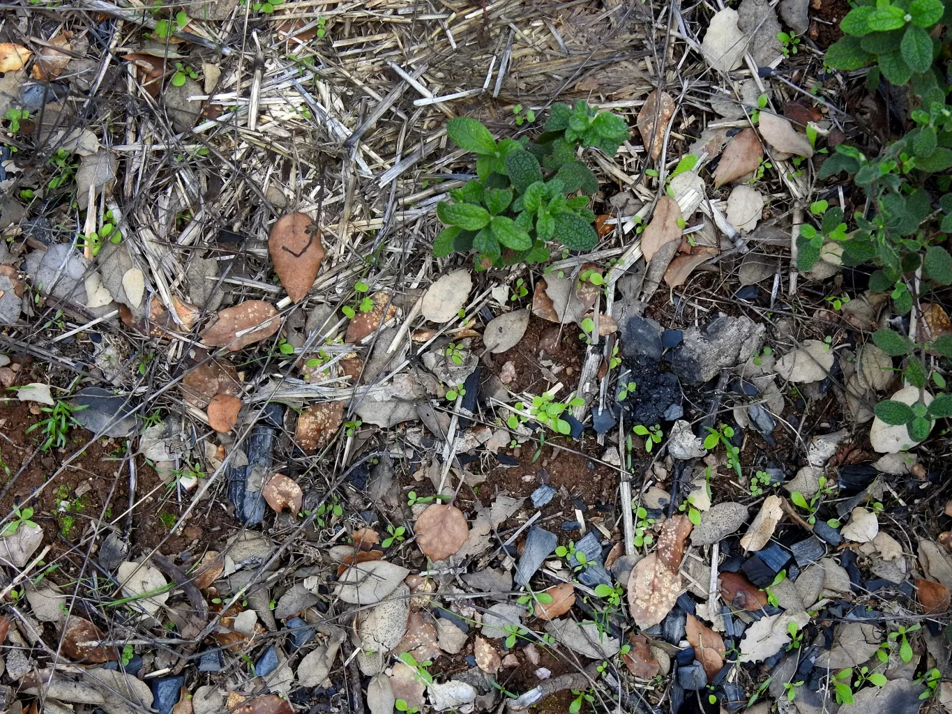 Biochar aplicado em pastagem.