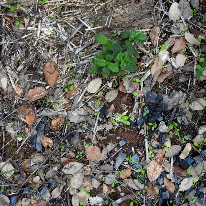 Biochar aplicado em pastagem.