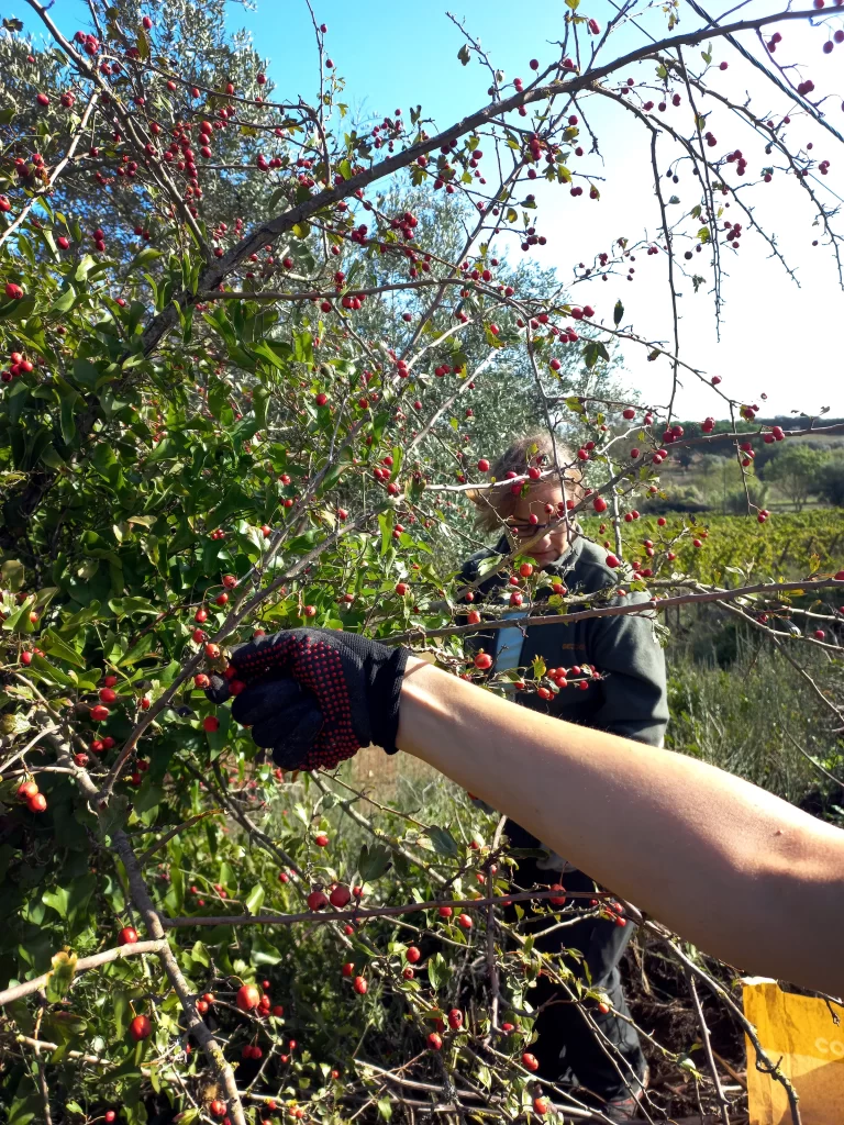 Apanha de sementes de pilriteiro (Crataegus monogyna)