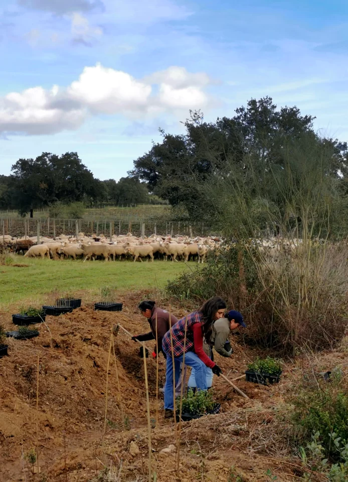 Plantação de sebes biodiversas