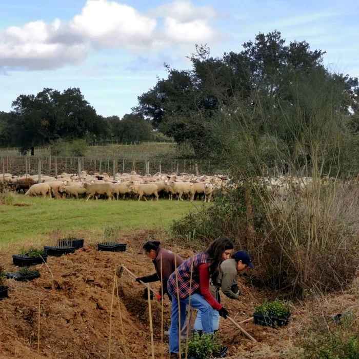 Plantação de sebes biodiversas