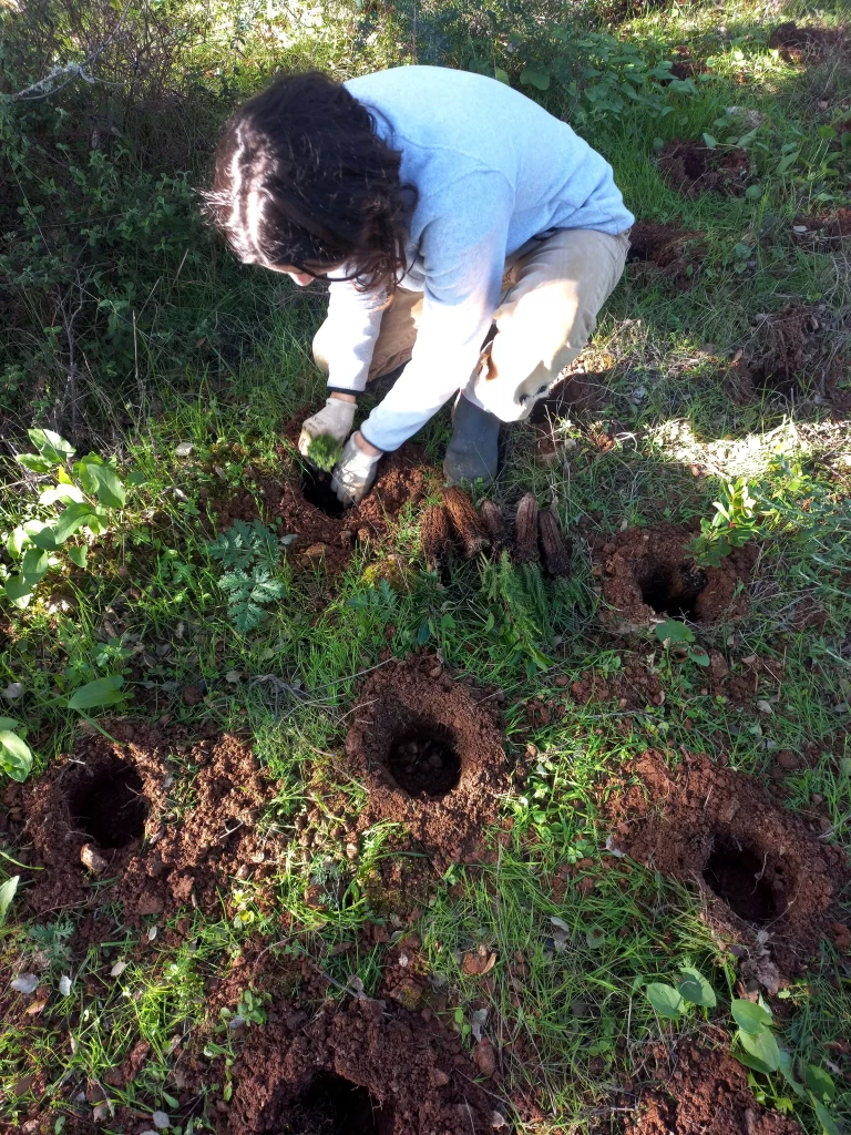 Trabalhos de plantação de manchas de habitats naturais