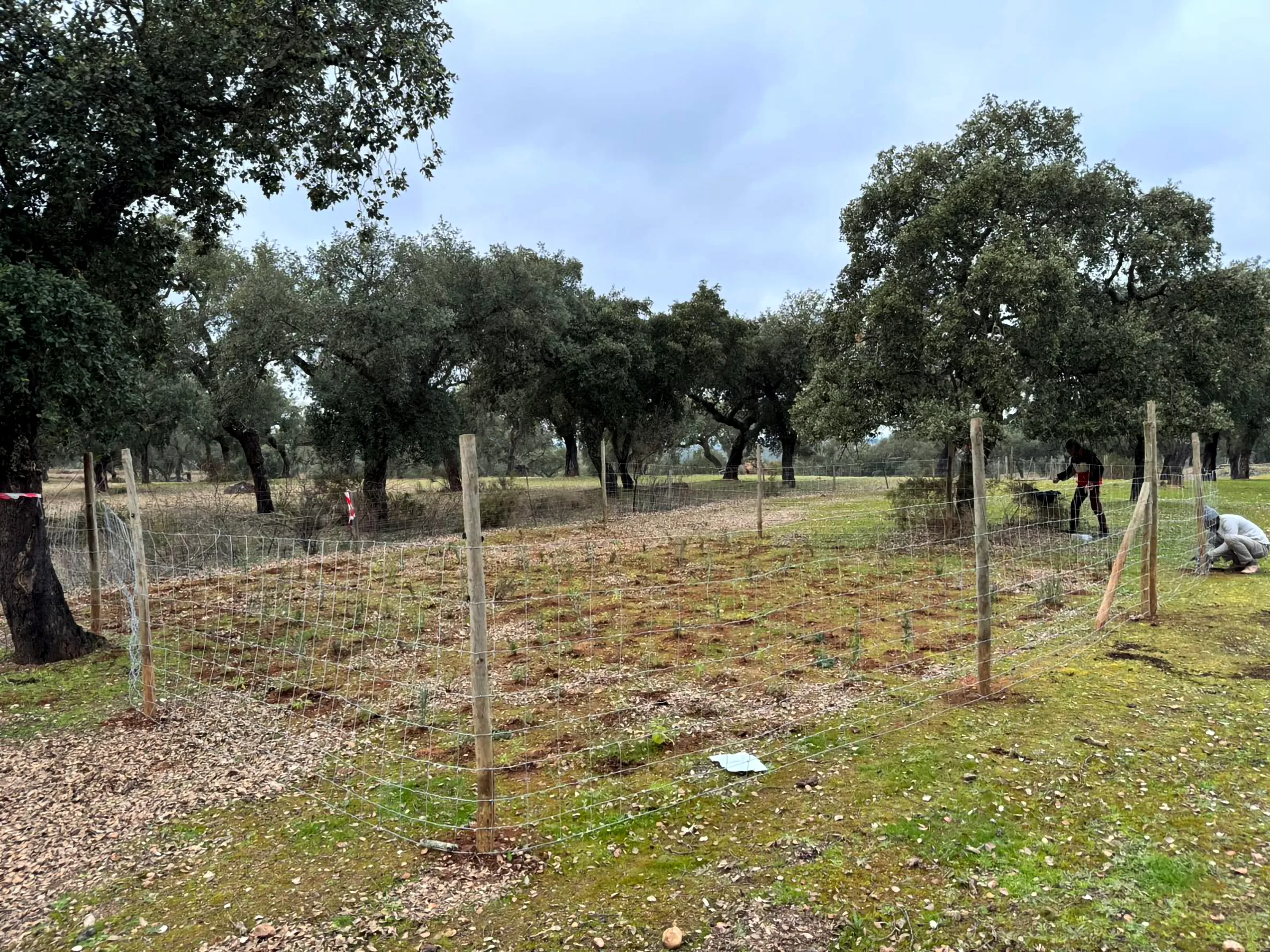 Mancha de bosquete vedada