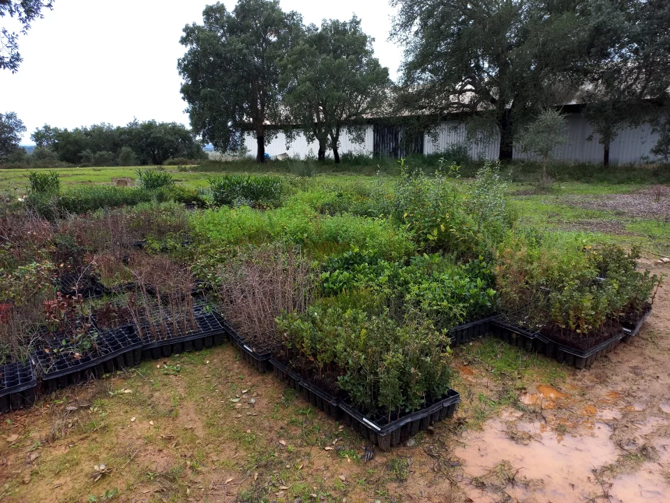 Espécies de plantas nativas