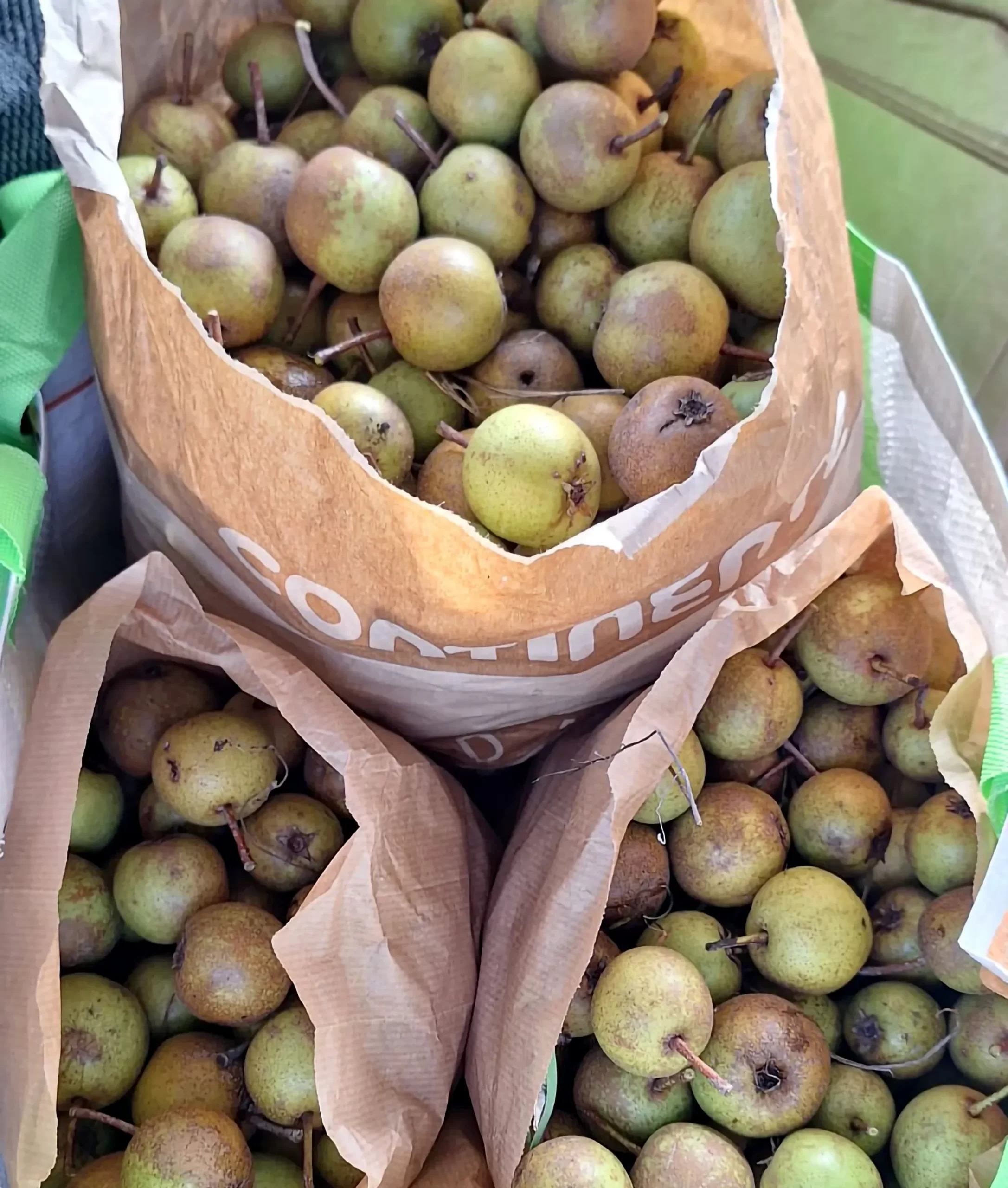 Frutos de pereira-brava (Pyrus purgaeana)