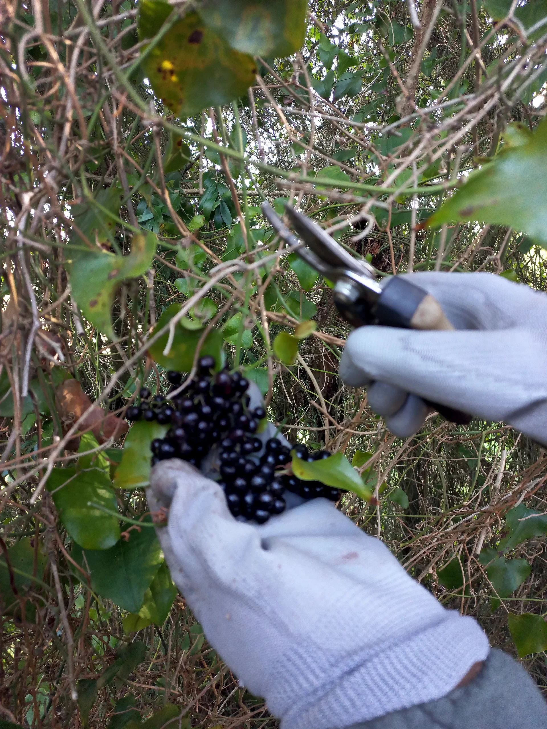 Apanha de sementes de salsaparrilha (Smilax aspera)